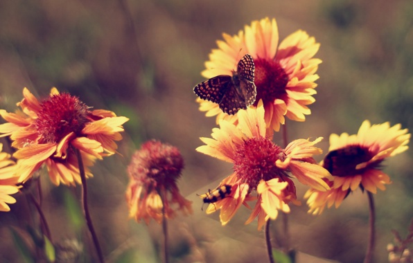 Flowers butterfly summer vintage hot marigolds wallpapers photos