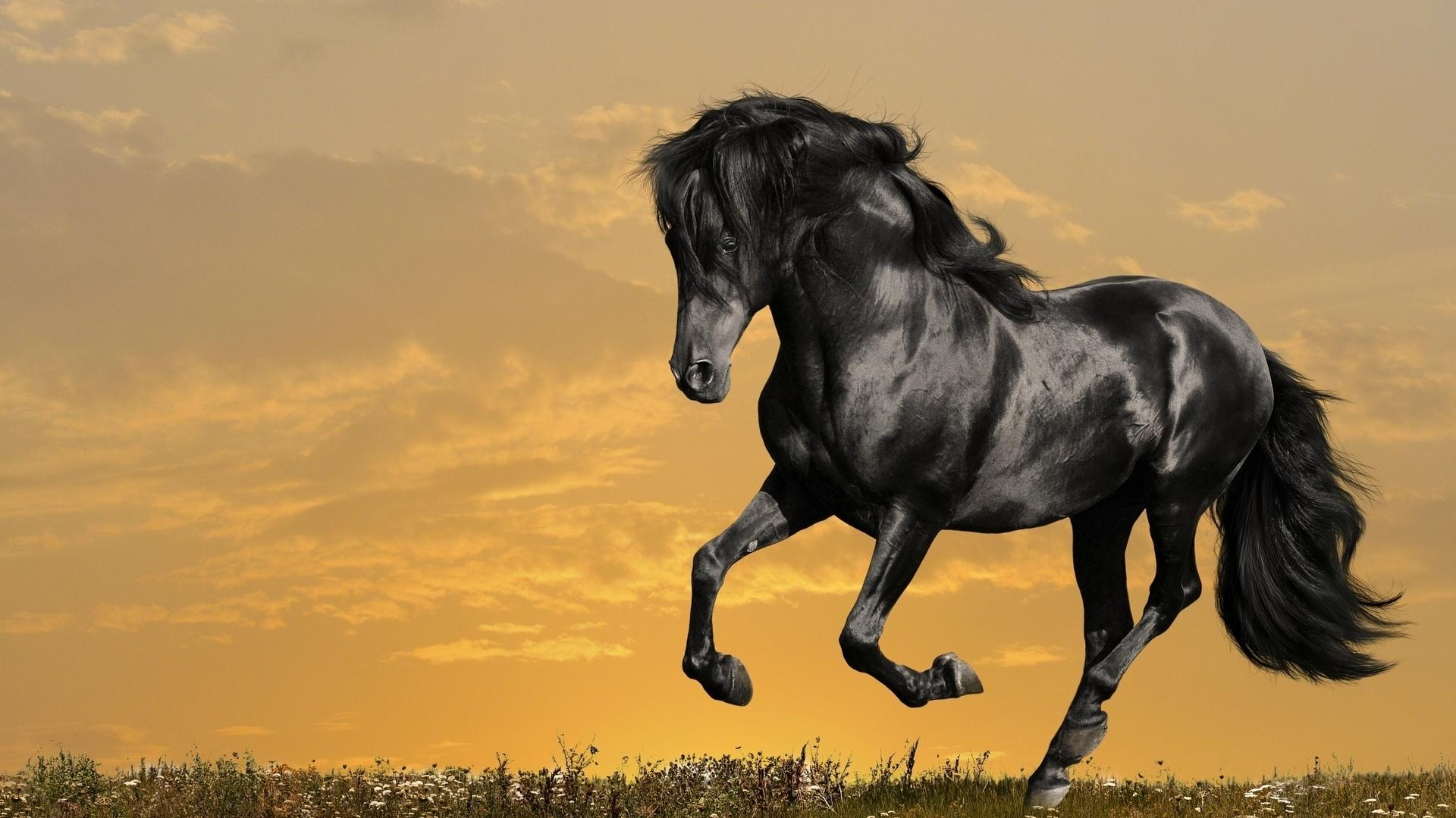 Arabian Horse Desktop Wallpaper HD Background