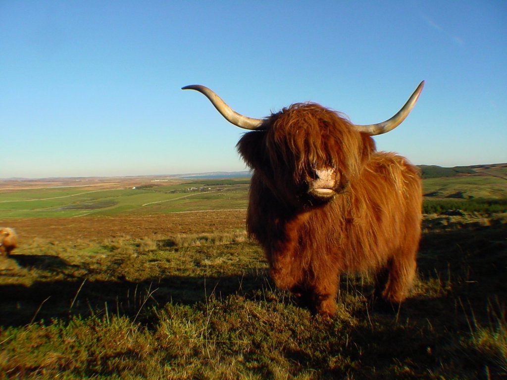 Highland Cow Animals Wallpaper Image With Farm