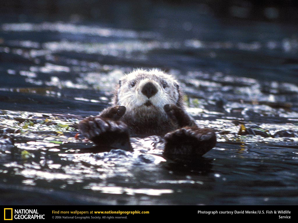 Sea Otter Picture Desktop Wallpaper