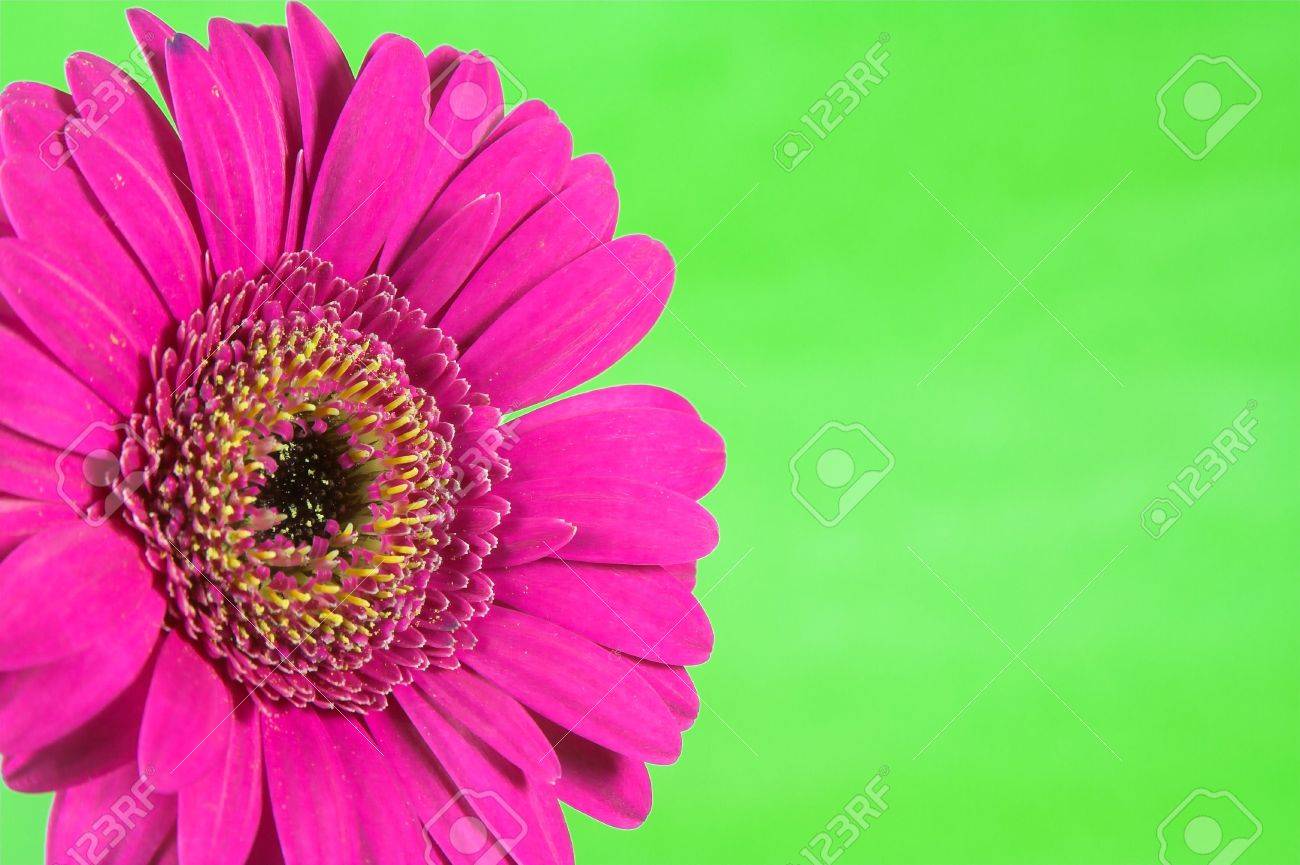 Bright And Colorful Flower Against A Plain Striking Background
