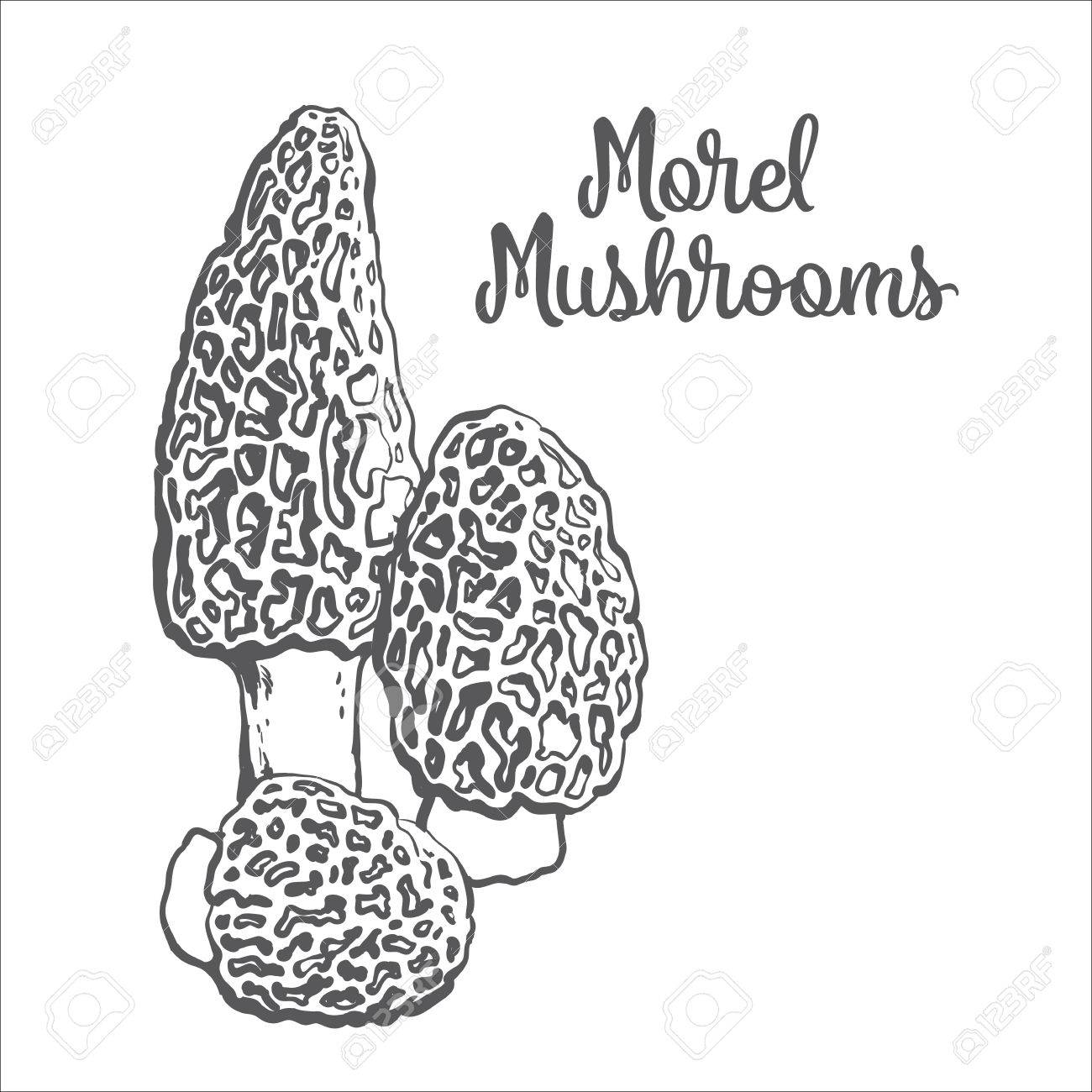 Set Of Morel Edible Mushrooms Sketch Style Vector Illustration