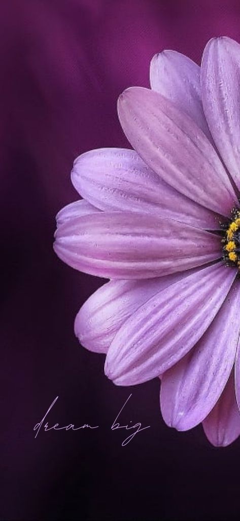 Flower Wallpaper iPhone Aesthetic