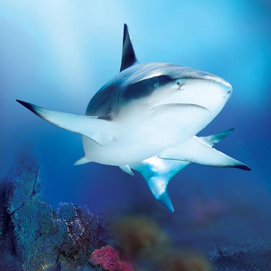 Sharks Live Wallpaper Android Apps On Google Play
