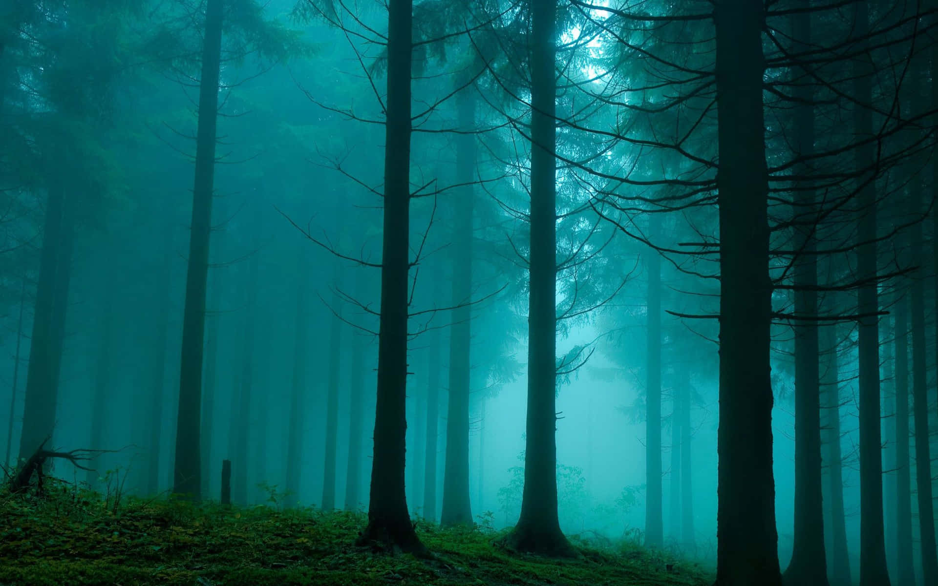 Dark Green Forest Wallpaper
