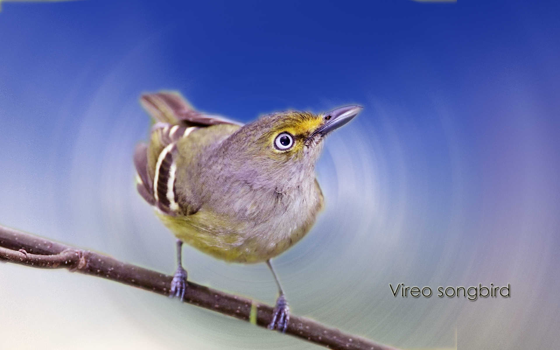 Vireo Songbird Wallpaper