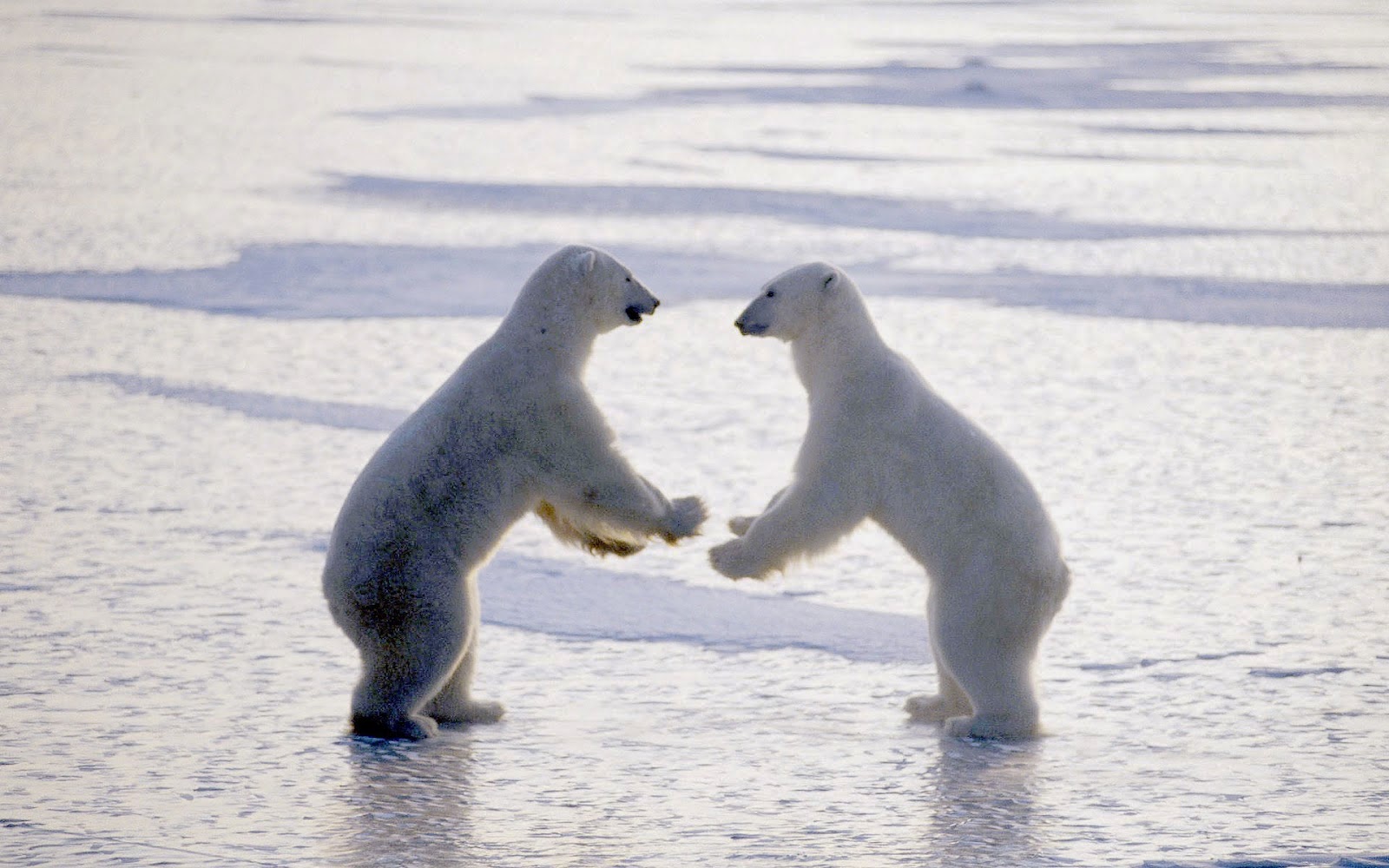 Two Polar Bears Standing On The Ice HD Animal Wallpaper