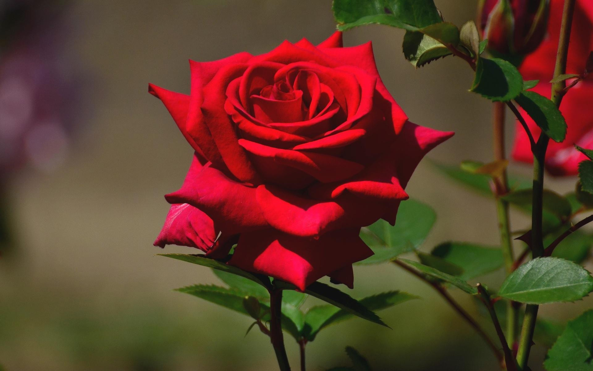 Beautiful Rose Wallpaper HD Image