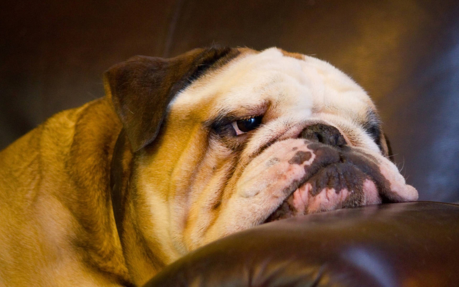 English Bulldog HD Wallpaper