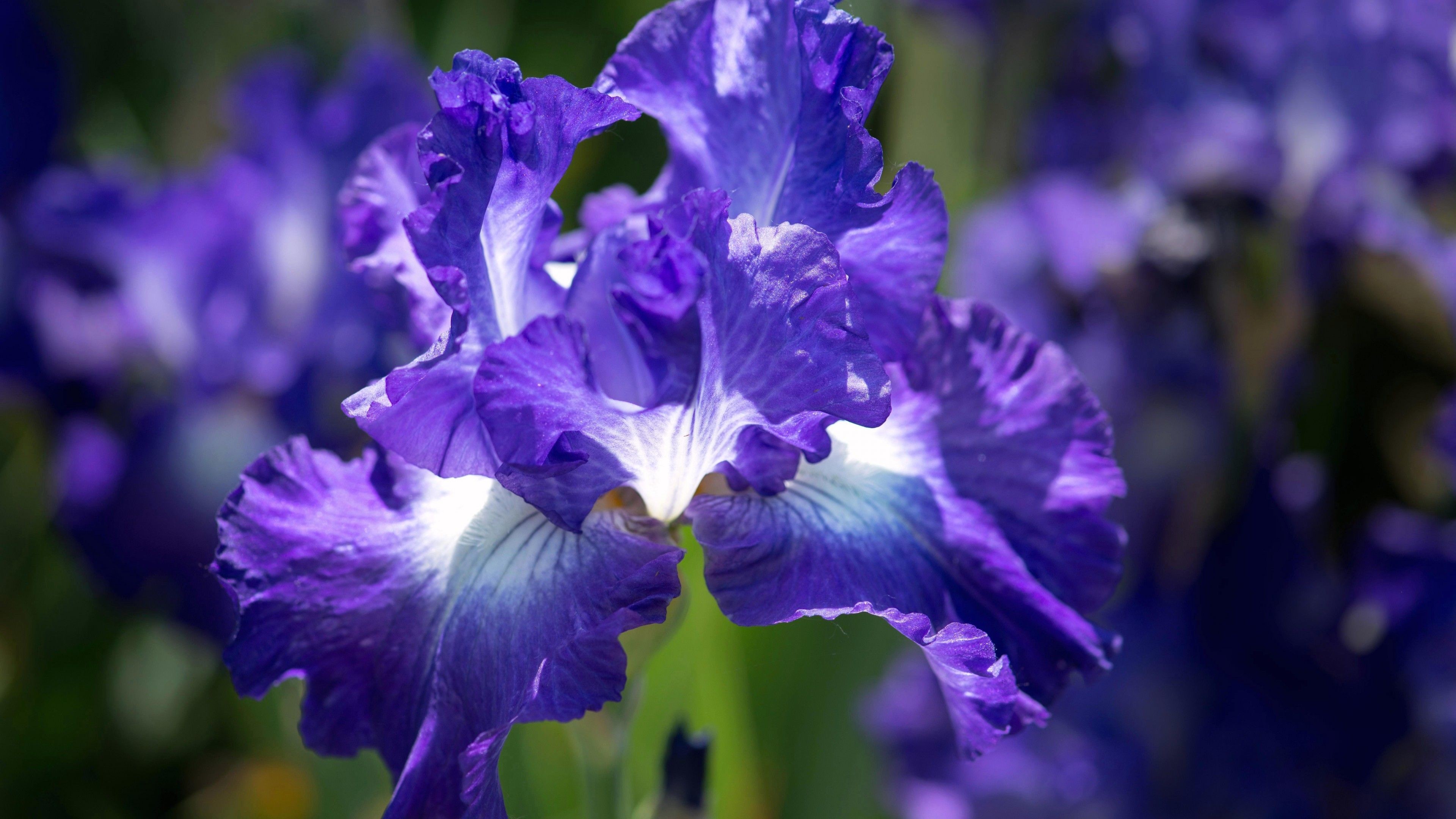 4k Flower Wallpaper