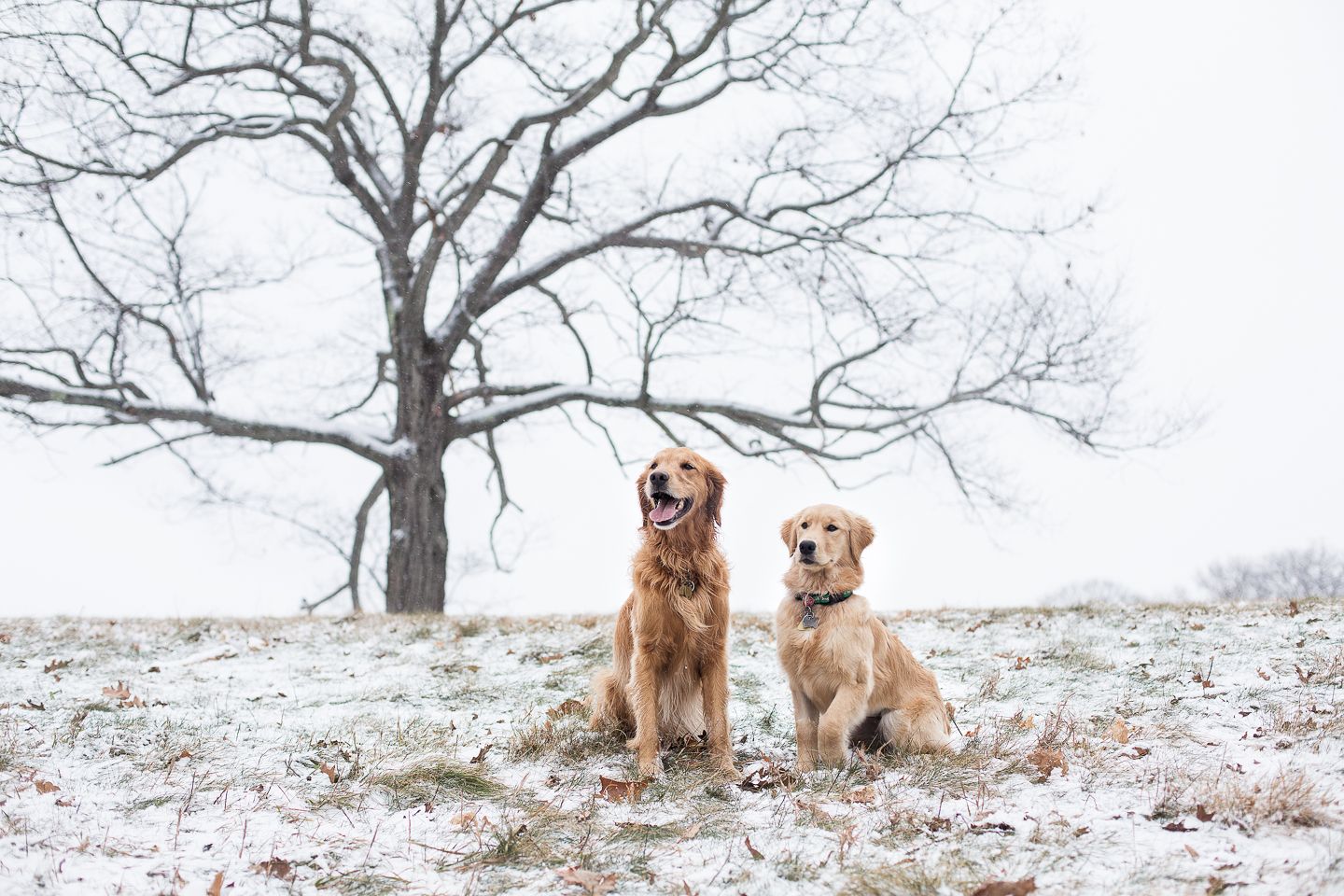Brother And Sister Golden Retrievers Enjoying A Winter Afternoon