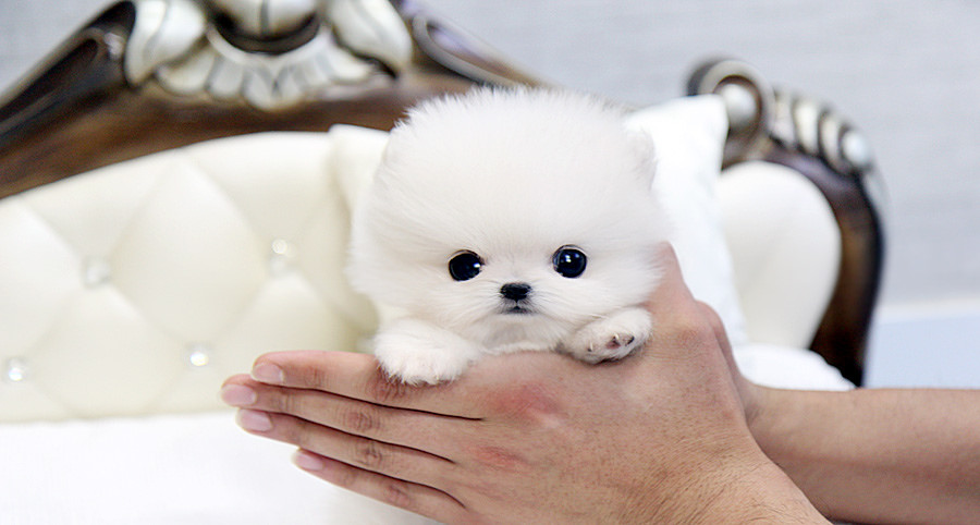 Beautiful Teacup Pomeranian Puppy A Photo On Iver