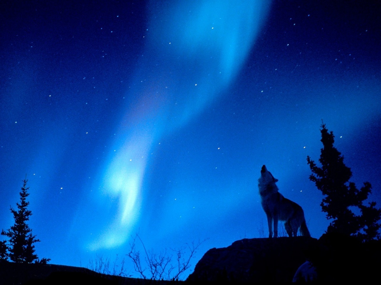 Northern Lights Howling Wolf Hintergrundbilders