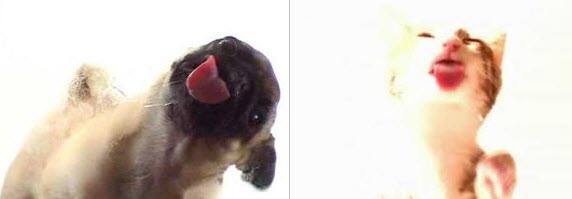 Dog Cat Screensaver Licking And Screensavers For