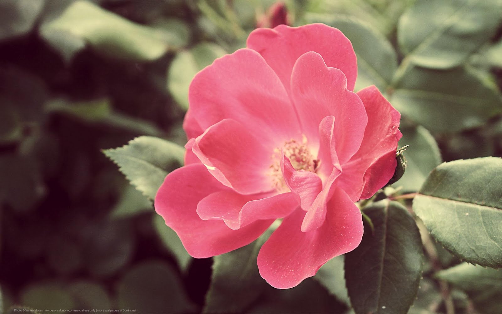 Free Download Wallpaper Home Depot Wallpaper 1600x1000 For Your