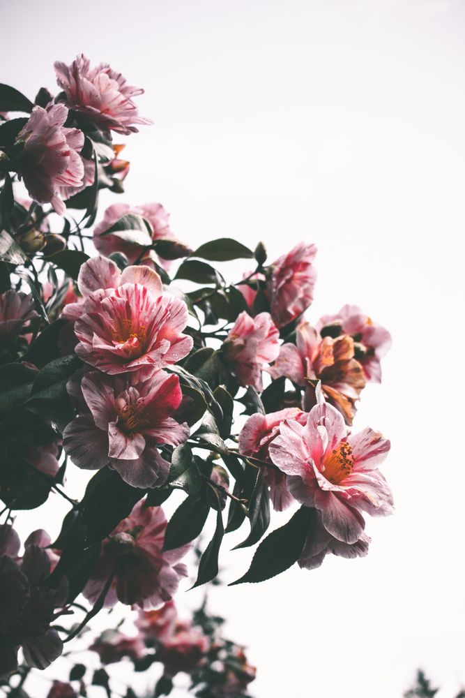 Hibiscus Art Print By Hannah Kemp Wallpaper
