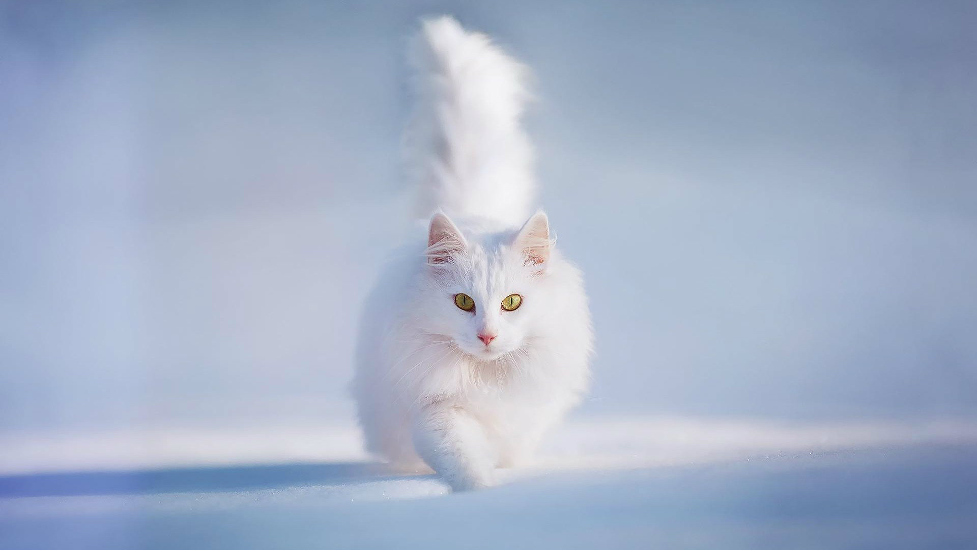 Cute White Cats HD Wallpaper Amp Beautiful Pictures