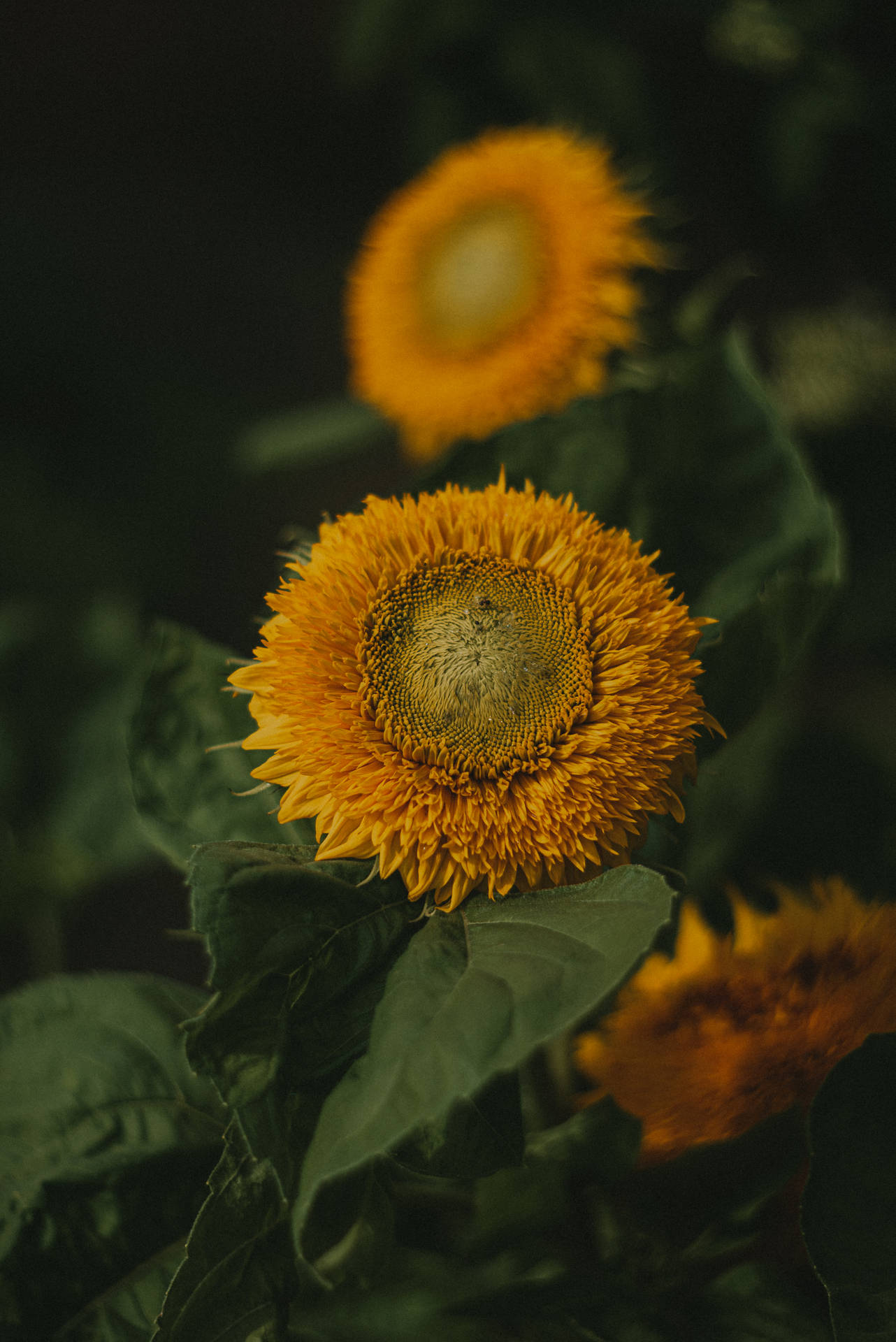 Top Sunflower Aesthetic Wallpaper Full HD 4k To Use