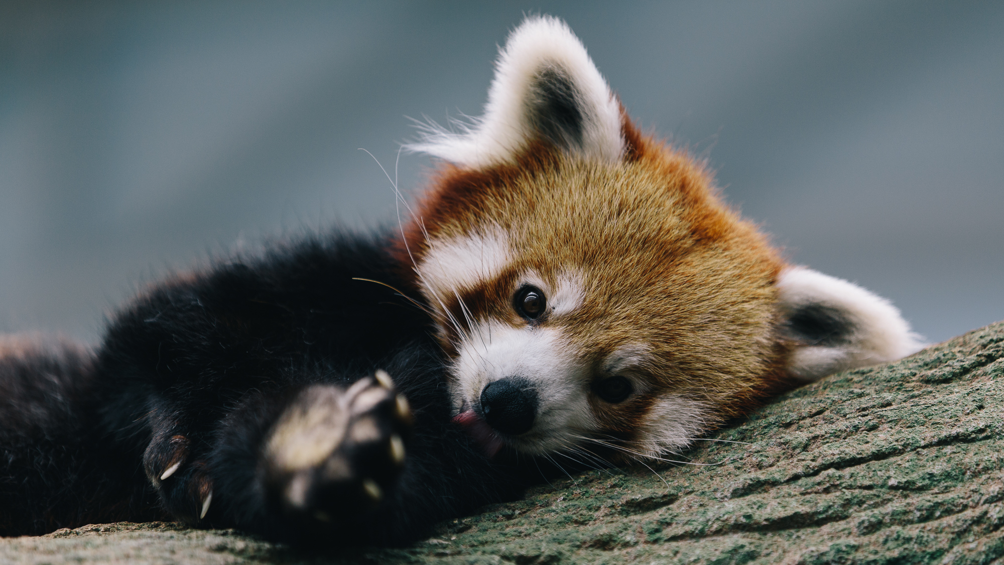 Cute Red Panda HD Wallpaper