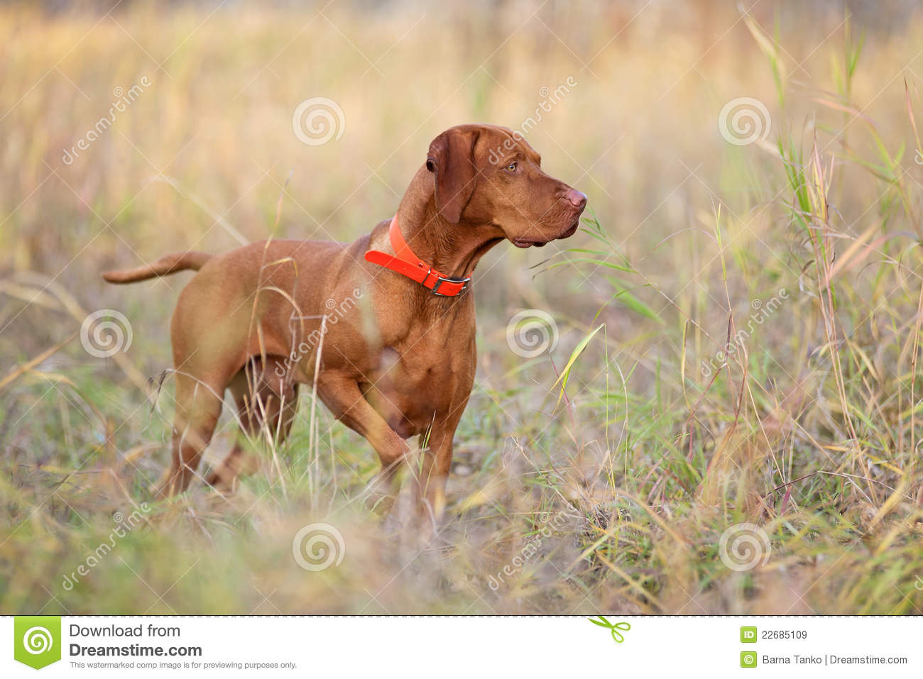 Hunting Dog Image Wallpaper HD Base