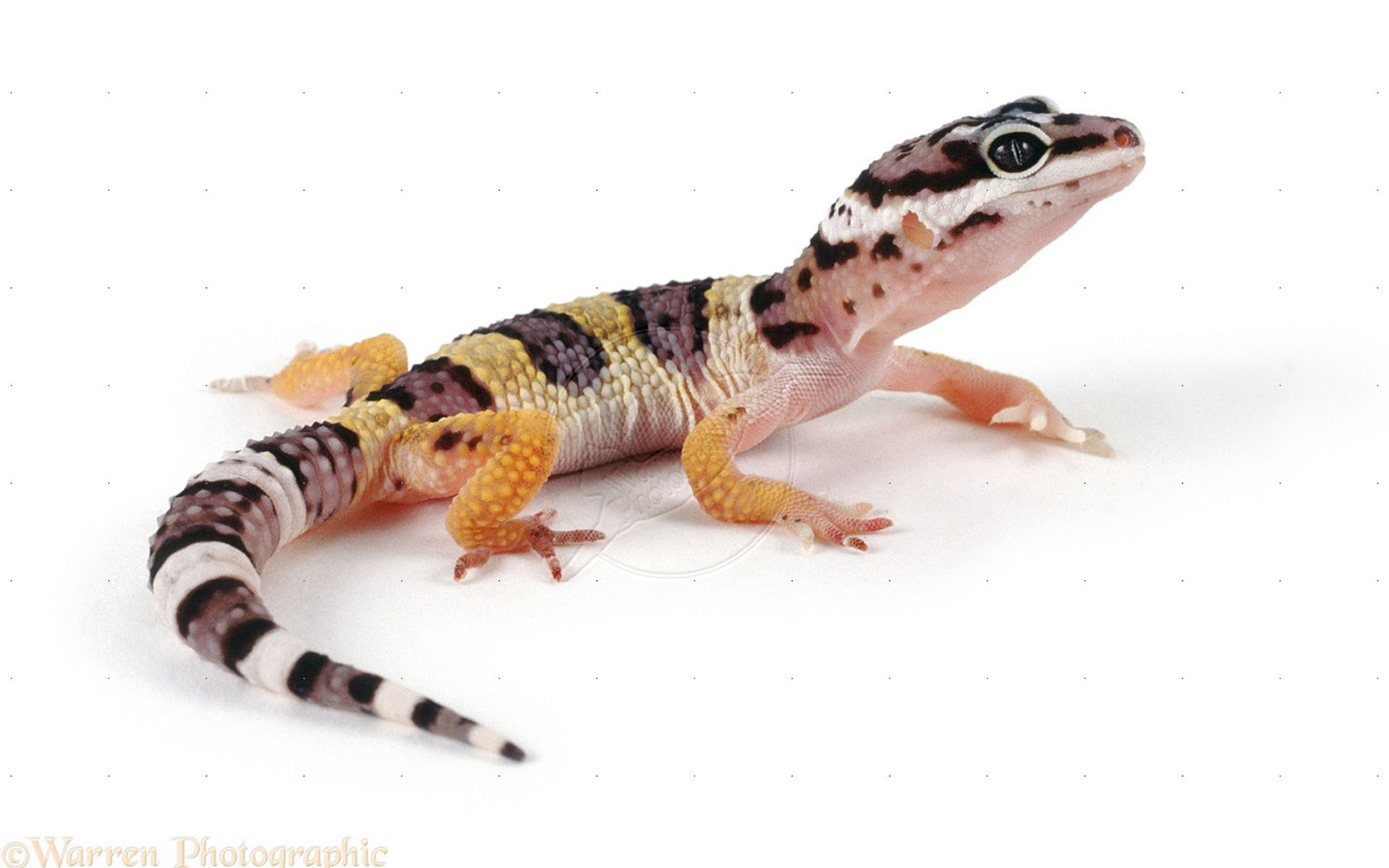 Leopard Gecko Juvenile Eublepharis Macularius Desktop HD