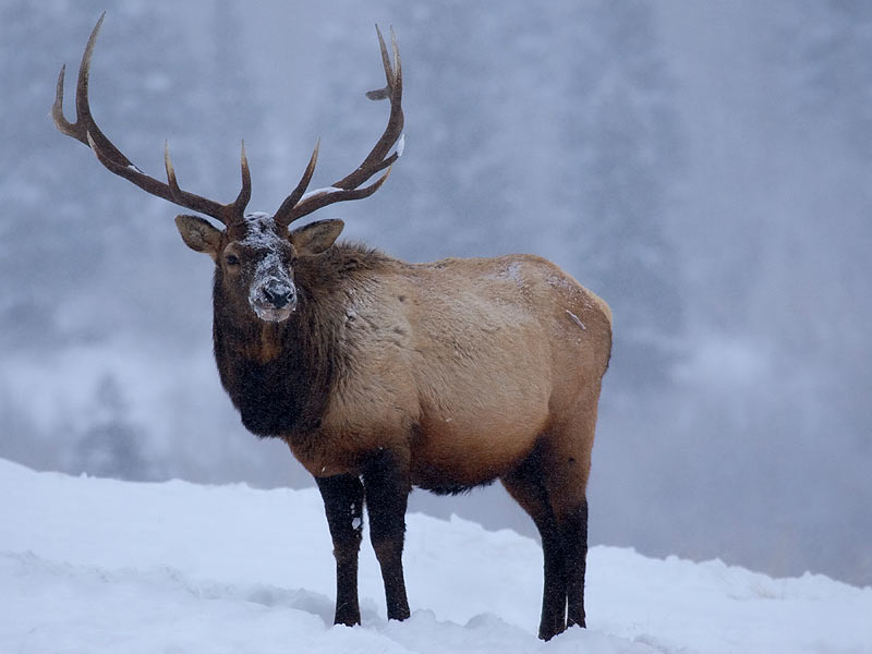 Pin Elk Wallpaper Other Animals For On