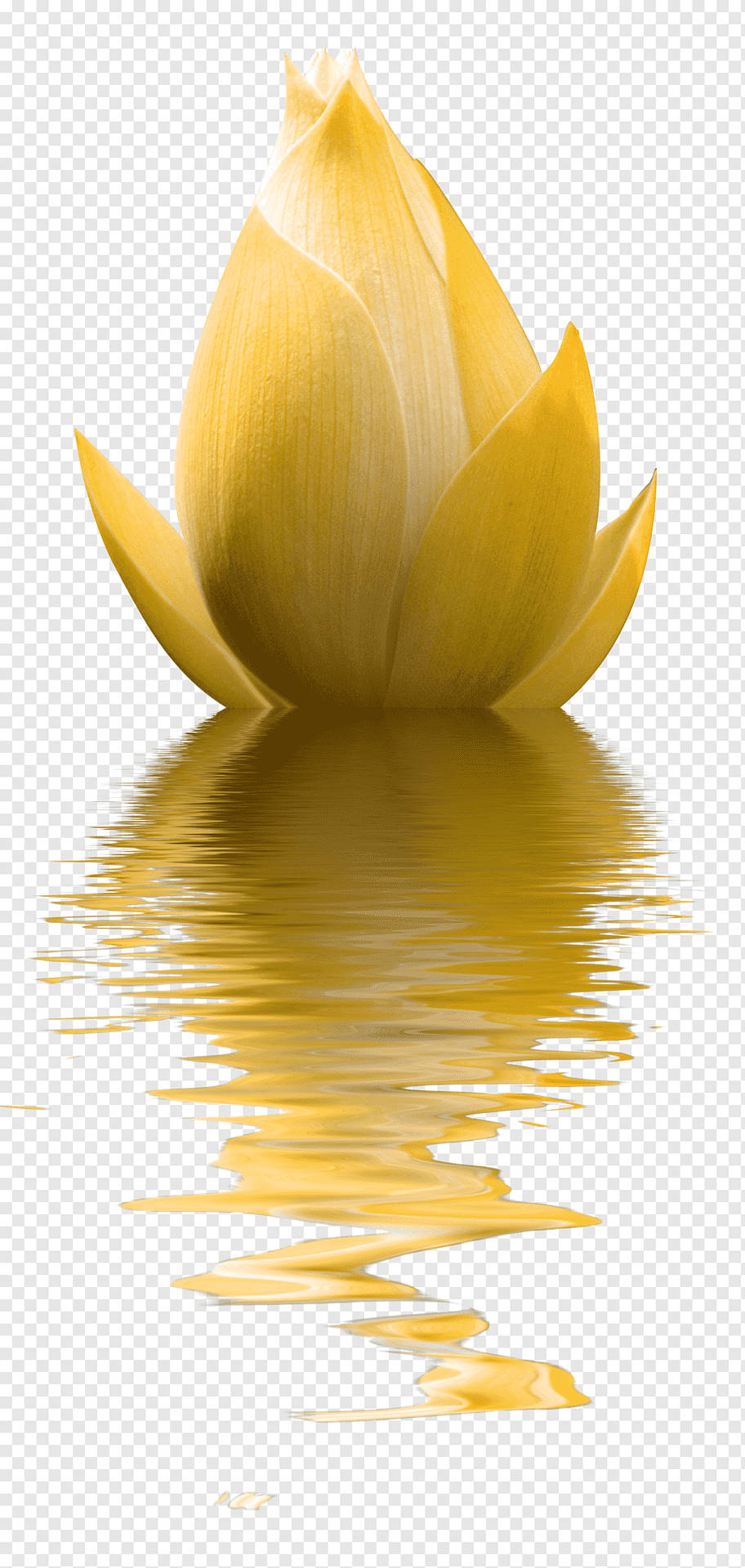 Minimalist Flower Computer Wallpaper