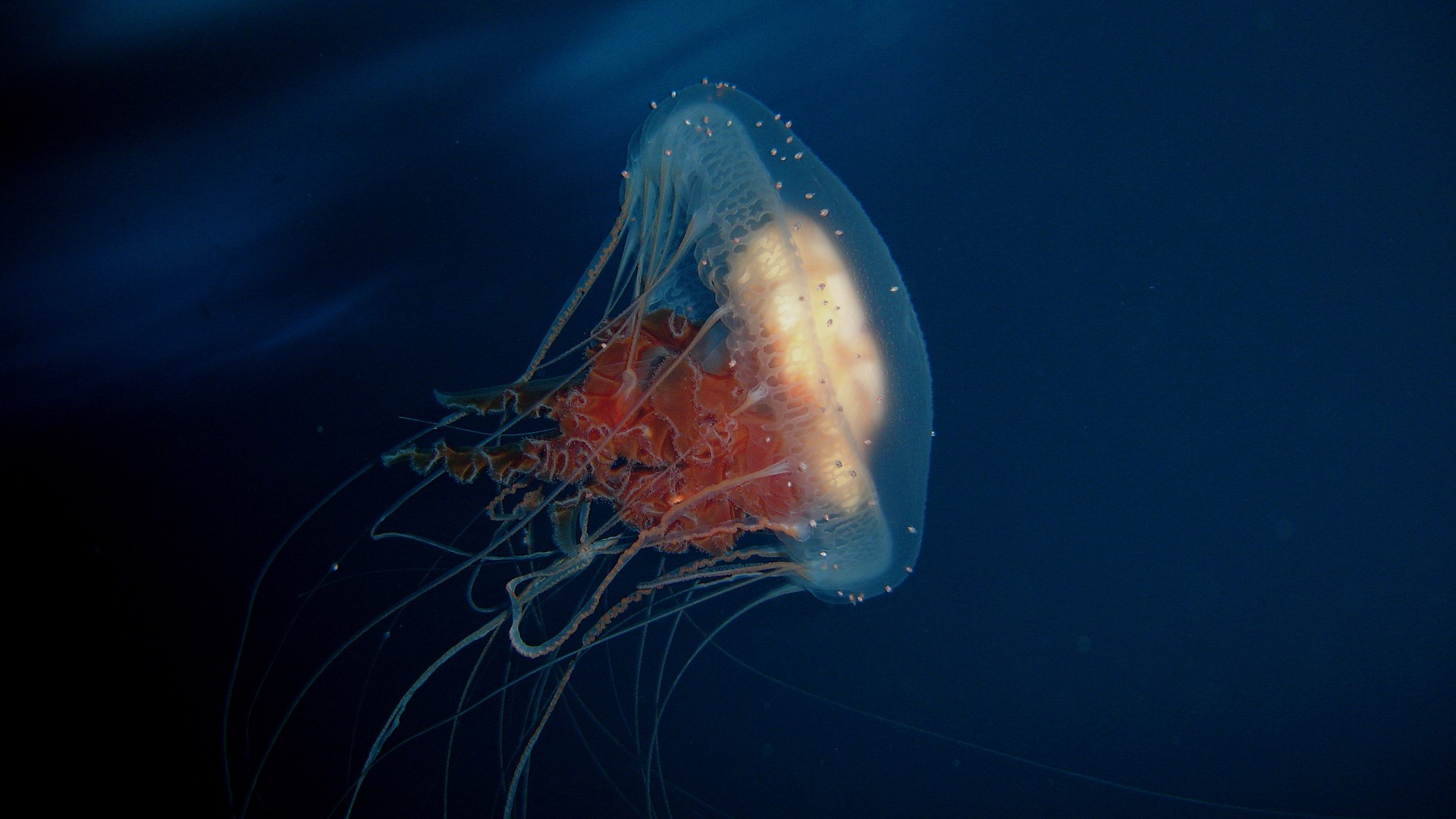 Ocean Jellyfish HD Wallpaper Nature Landscapes