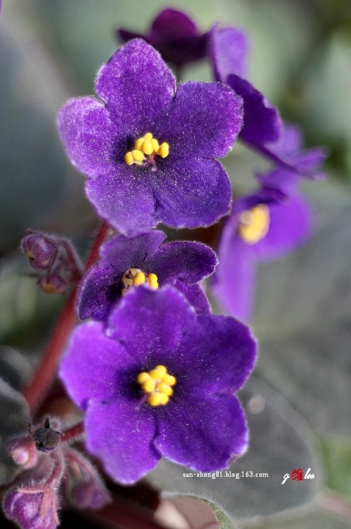 African Violet Photos Trees And Flowers Pictures