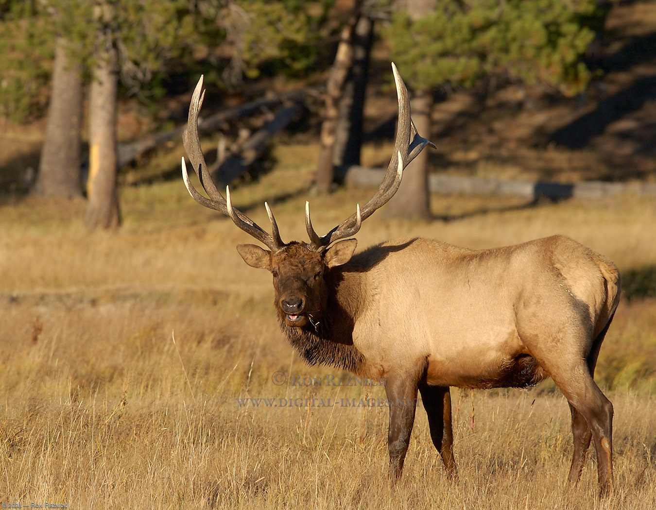 Giant Bull Elk HD Wallpaper