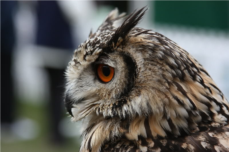 Hoot Owl Pictures Image Photos Photobucket