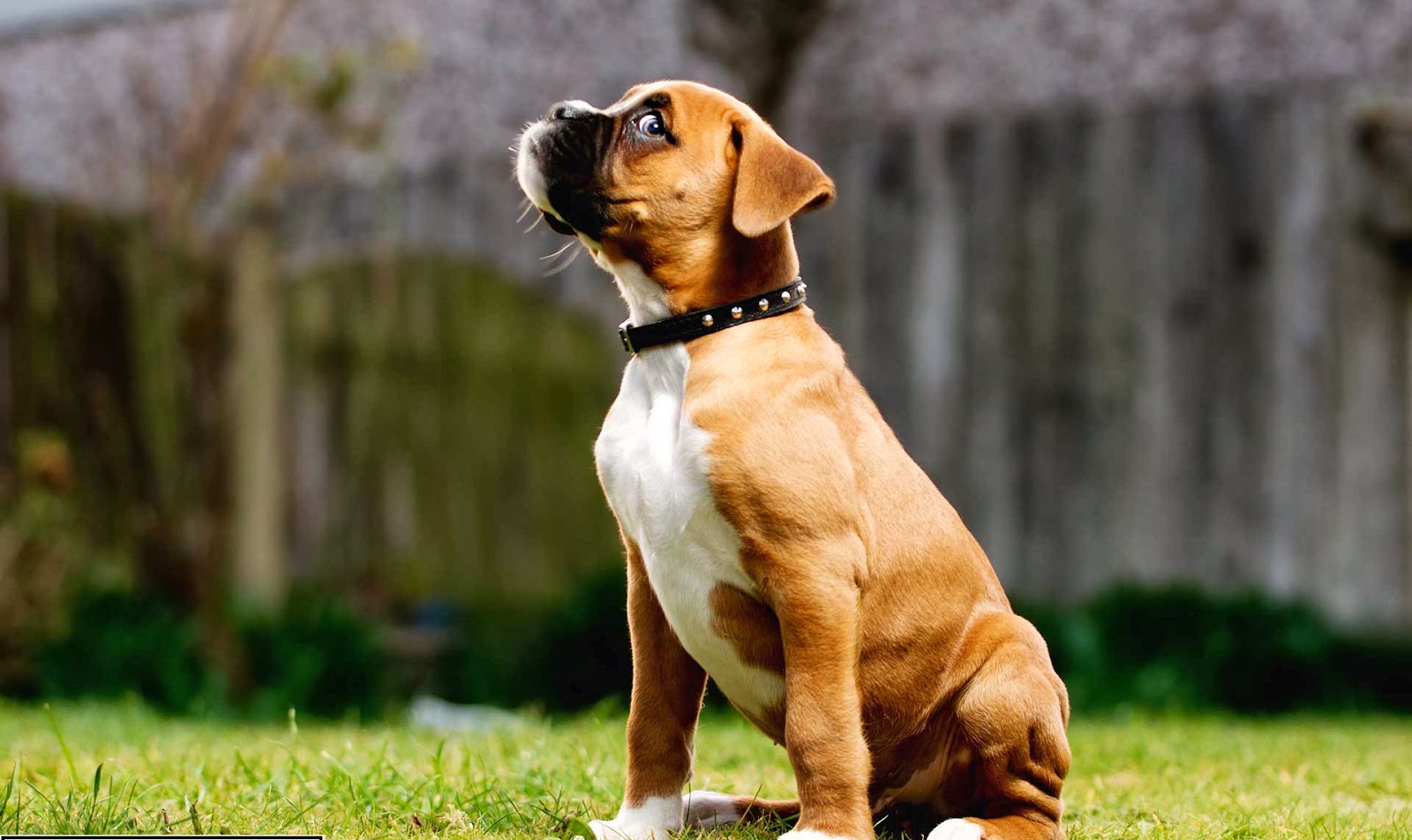 Boxer Dog HD Wallpapers HD Wallpapers 360 1600x952
