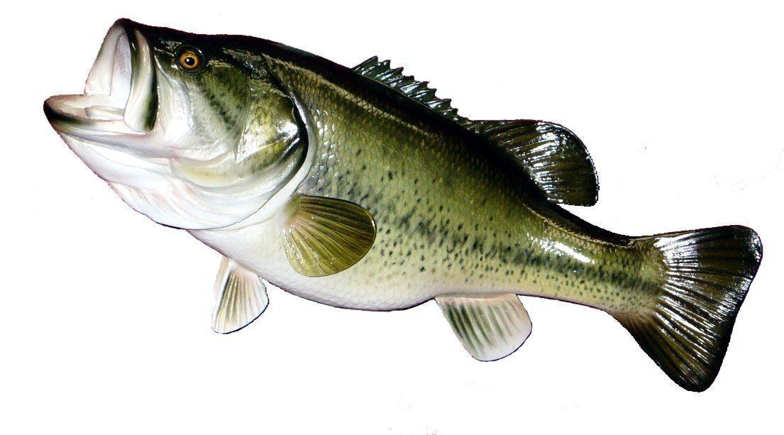 Largemouth Bass Wallpaper