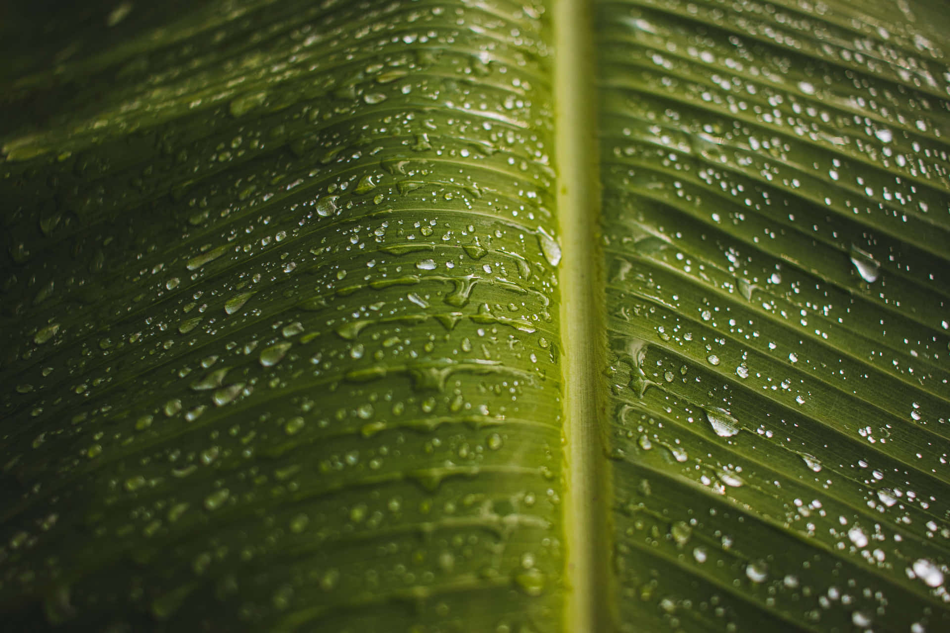 Fresh And Vibrant Banana Leaf Background Wallpaper