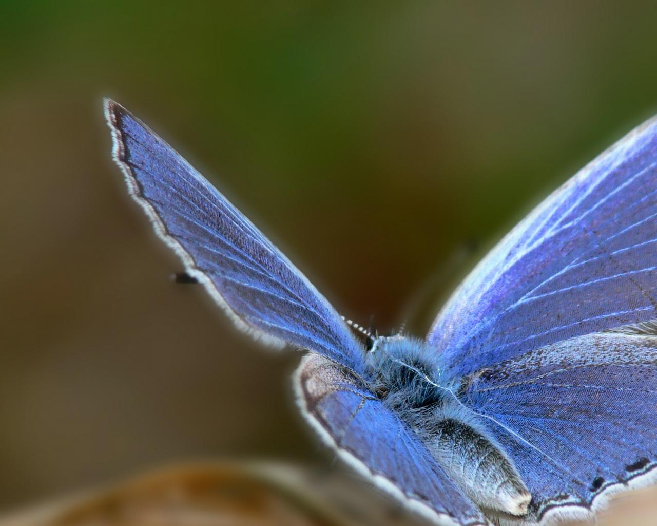 Pretty Blue Butterfly Google Background