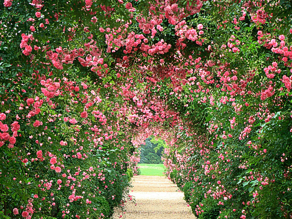 English Rose Garden Wallpaper Rose garden wa