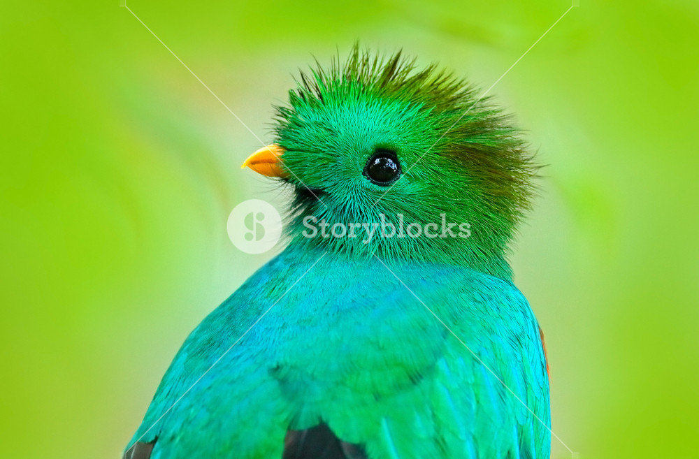 Resplendent Quetzal Pharomachrus Mocinno From Guatemala With