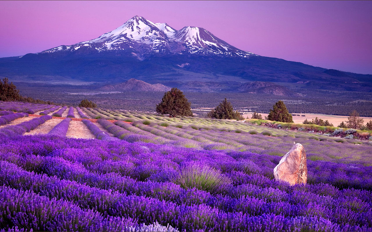  WallpapersWaiting for love lavender fields of photography wallpaper 9
