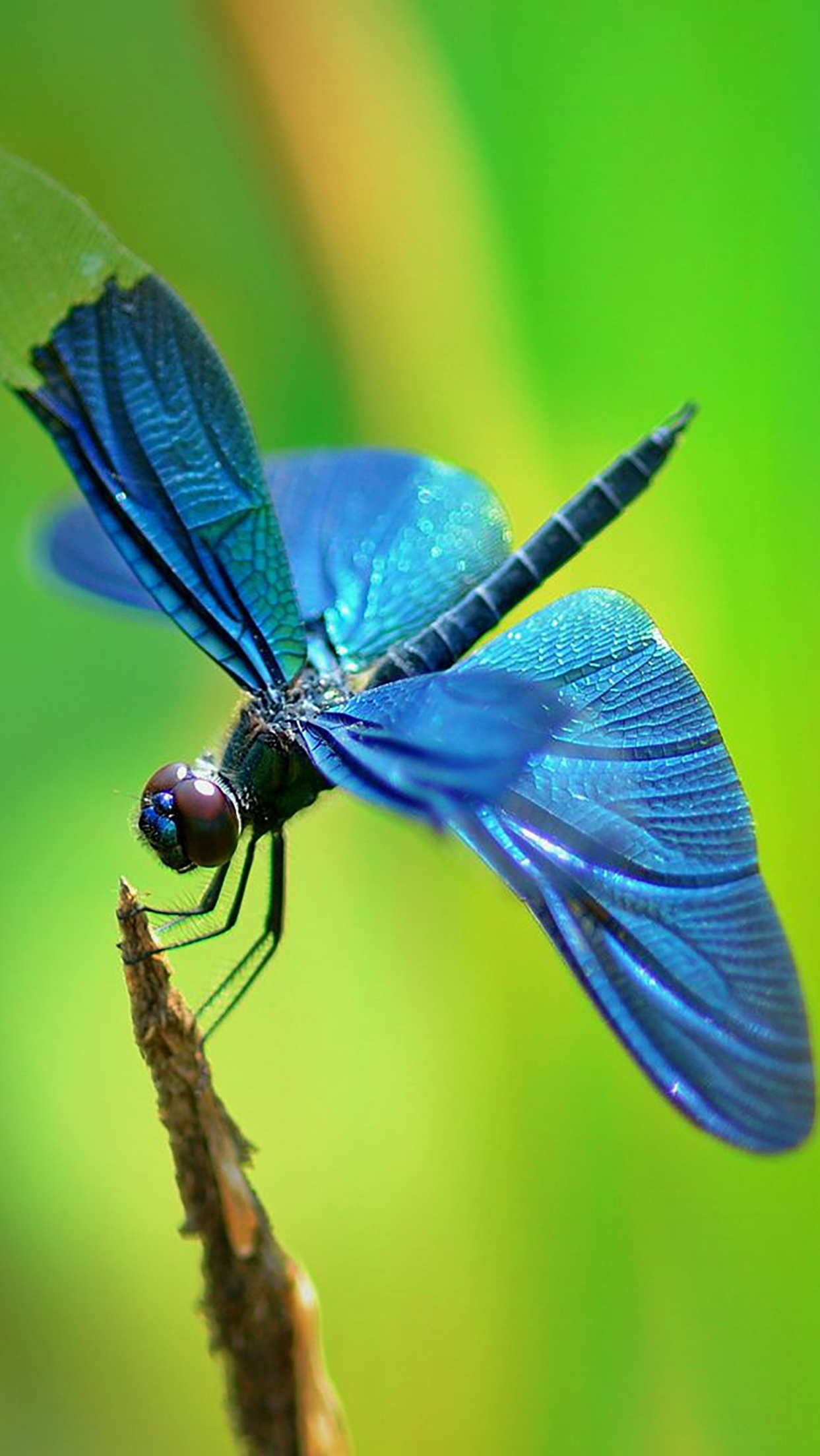 Insect Dragonfly Wallpaper For iPhone Pro Max X