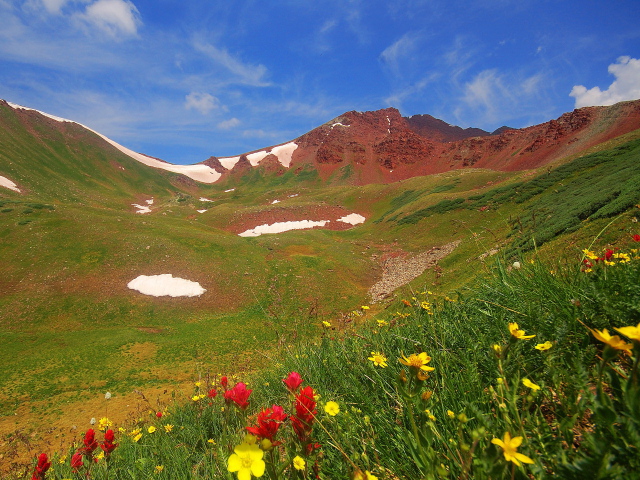 Spring flowers in the mountains wallpapers and images