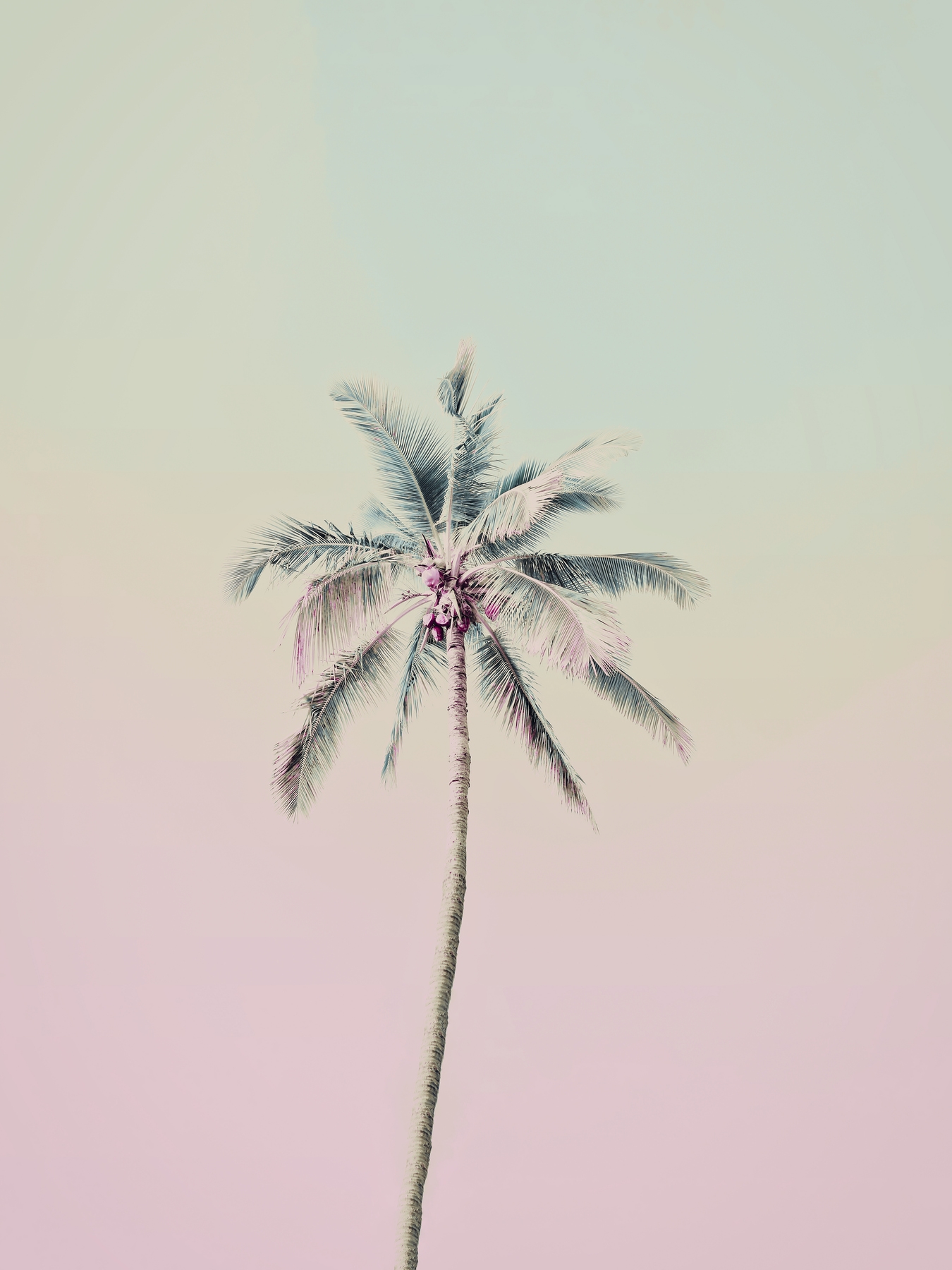 HD wallpaper clear sky pink palm trees beauty in nature leaf plant   Wallpaper Flare