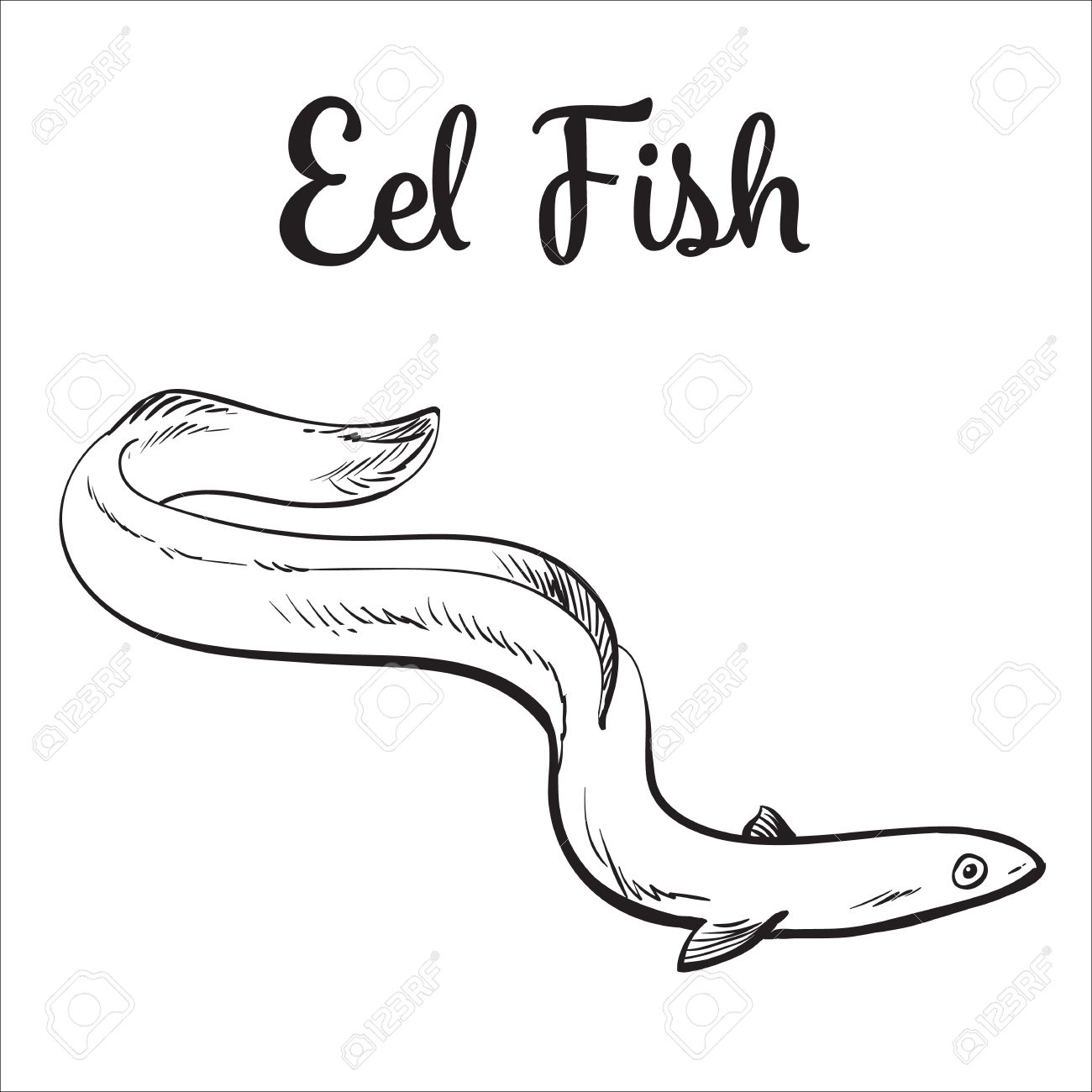Live Eel Fish Sketch Style Vector Illustration Isolated On White
