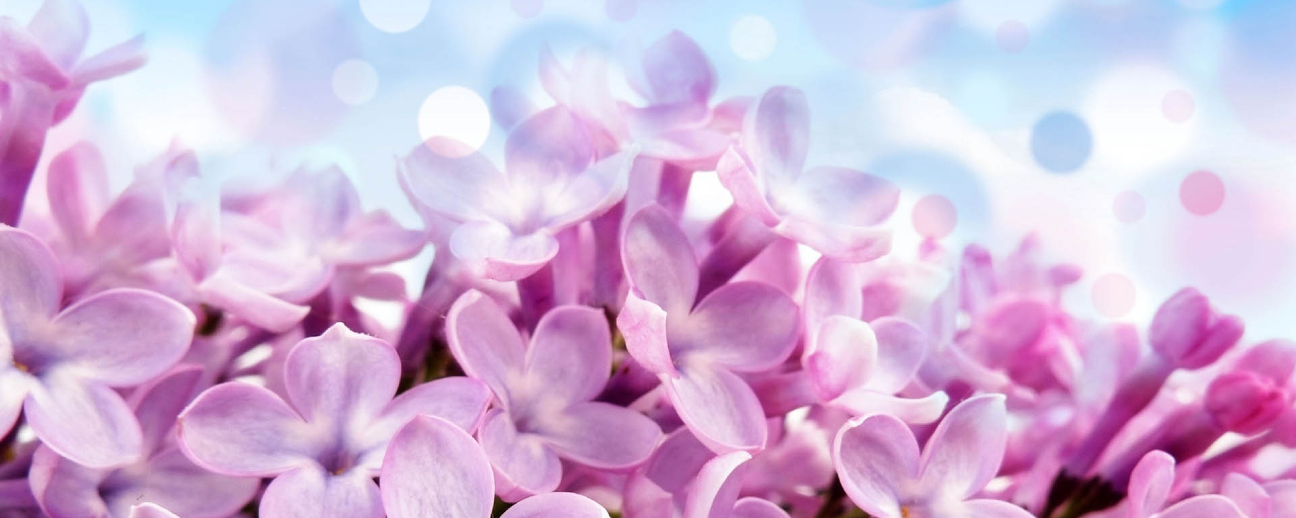 Download Wallpaper 2560x1024 lilac flowers background bright Dual