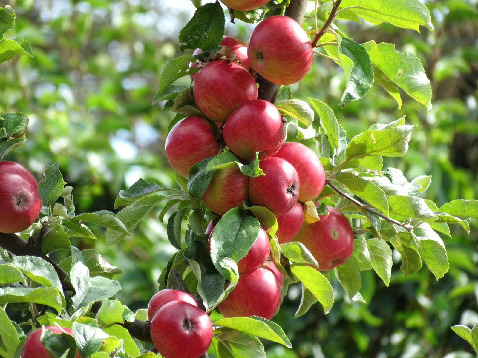 Apple Tree Wallpaper For Pc Full HD Pictures