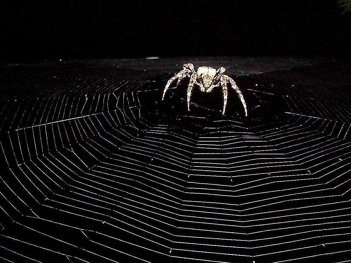 Spider Wallpaper Widescreen Dyk Kenikin