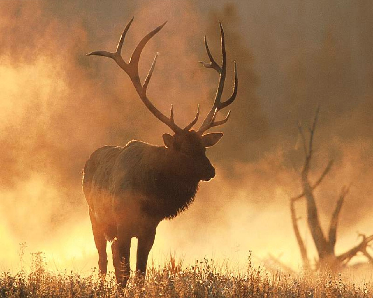 Elk Jpg Wallpaper Animals Misc Copyright Od