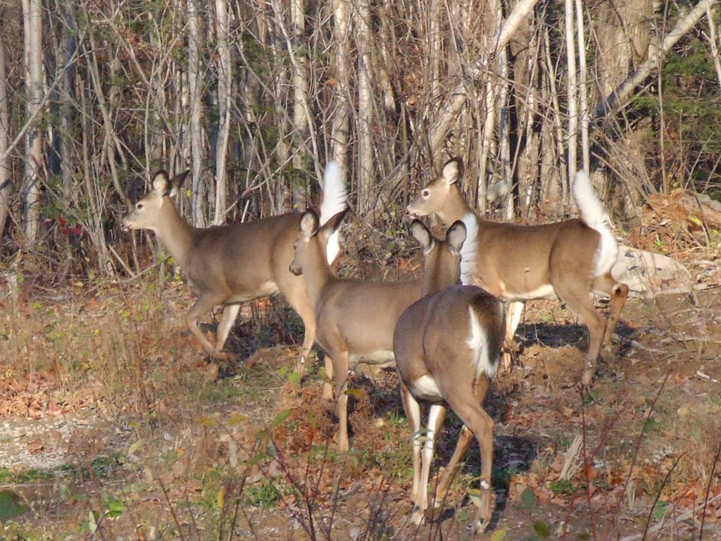 Enviroment And Society Whitetail Deer