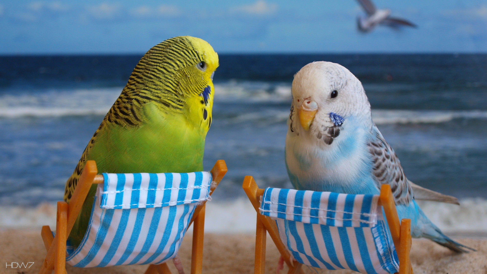Budgie Funny Budgies Birds Beach HD Wallpaper Gallery