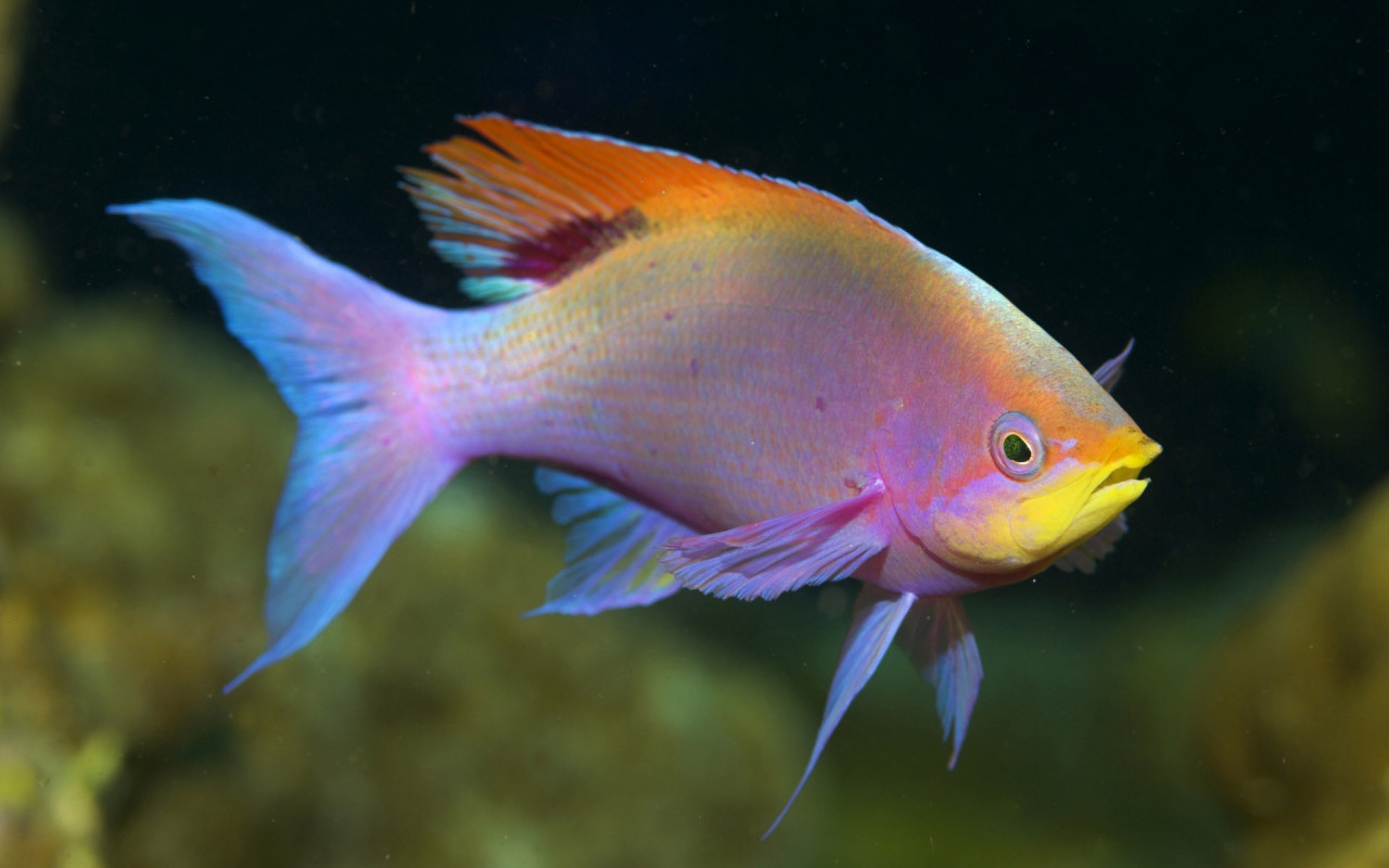Beautiful Fish Picture Wallpaper Animals Under Water
