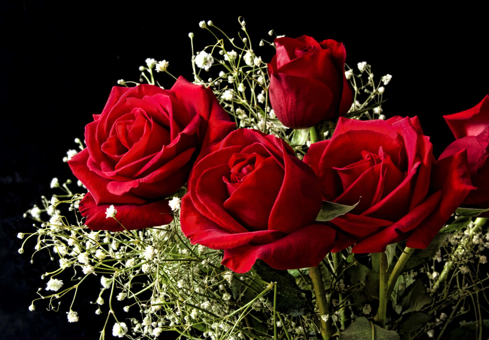 HD Rose Wallpaper